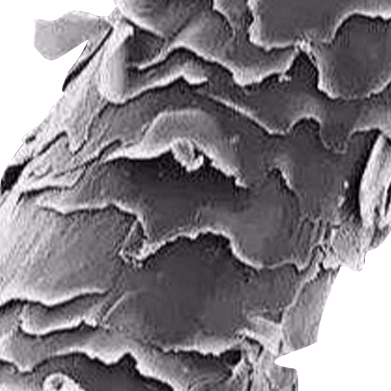 Close-up of a textured surface, possibly a biological sample or material, in black and white.